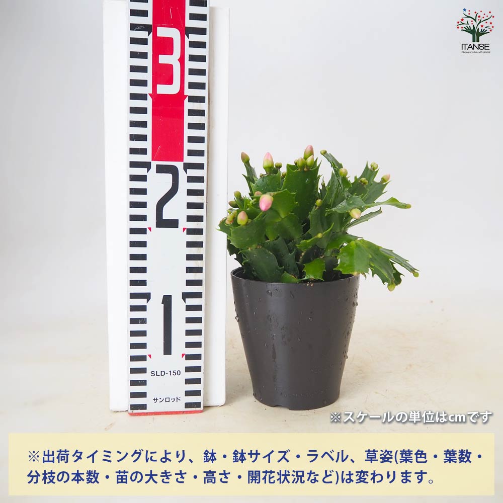 デンマークカクタス 品種見計らい 【 多肉植物 4号 】｜ 【植物の