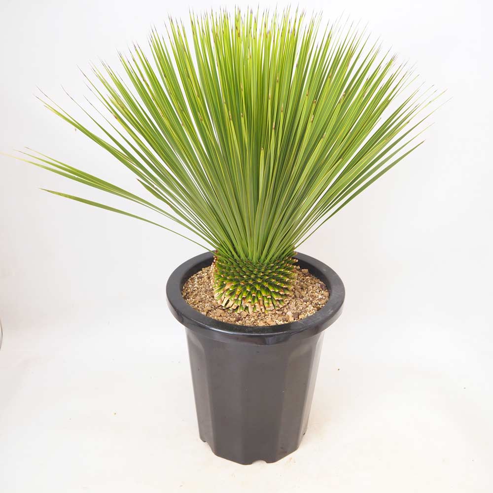 ユッカ トンプソニアーナ 【 観葉植物 10号 ／1個売り 】｜ 【植物の