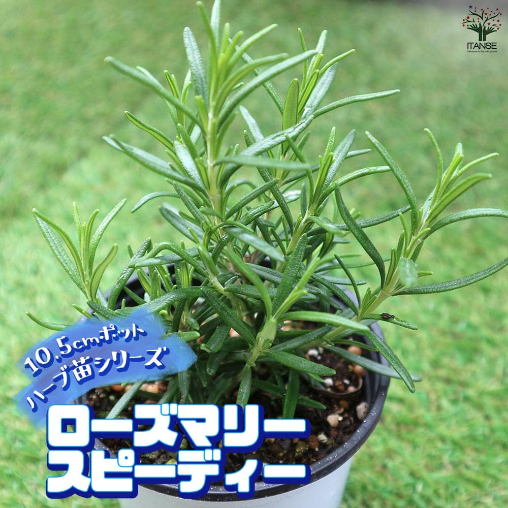 ローズマリー スピーディー 10.5cm2個～【おうちで簡単！育てやすい10.5cmポットハーブ苗シリーズ！】