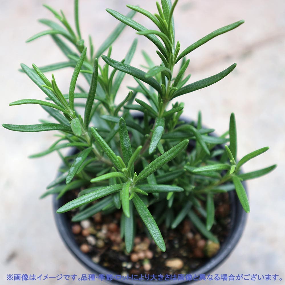 ローズマリー スピーディー 10.5cm2個～【おうちで簡単！育てやすい10.5cmポットハーブ苗シリーズ！】