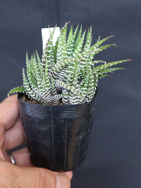 多肉植物 色々セット インテリア カット苗 ガーデニング グランドカバー グリーン ベランダ ロハス 園芸 寄せ植え 種類 葉挿し 観葉 21公式店舗 葉挿し