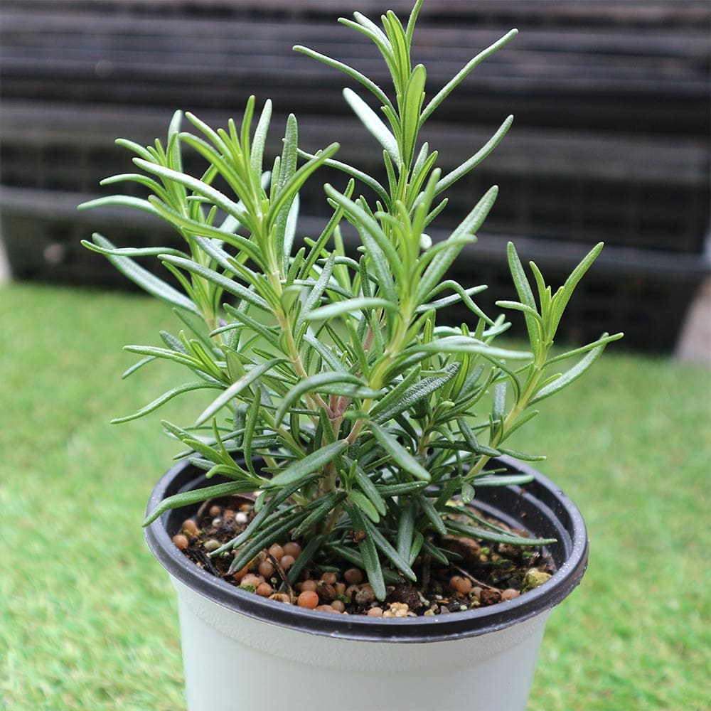 ローズマリー スピーディー 10.5cm2個～【おうちで簡単！育てやすい10.5cmポットハーブ苗シリーズ！】