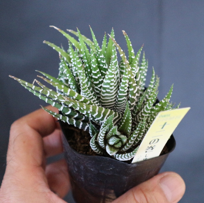 人気ブレゼント 寄せ植えに インテリアグリーン 観葉植物 オウレイ 多肉 月の王子 セダム 福岡 人気ブレゼント 寄せ植えに インテリアグリーン 観葉植物 オウレイ 多肉 月の王子 セダム 福岡