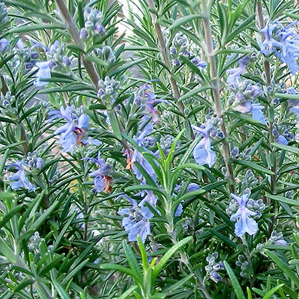 ローズマリー スピーディー 10.5cm2個～【おうちで簡単！育てやすい10.5cmポットハーブ苗シリーズ！】