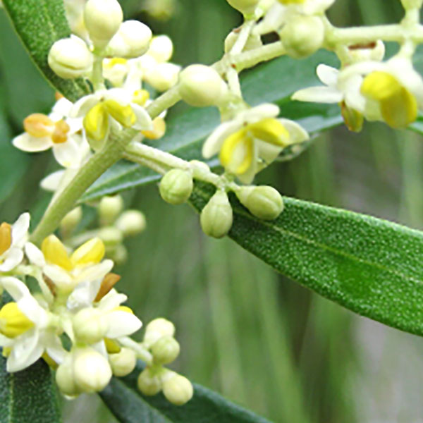 「コロネイキ」オリーブ苗木12cmロングポット(2～3年生挿し木／大苗)【1個】