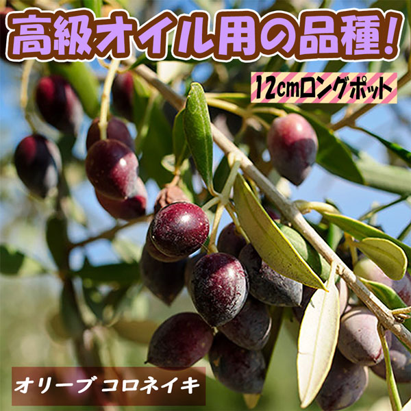 「コロネイキ」オリーブ苗木12cmロングポット(2～3年生挿し木／大苗)【1個】