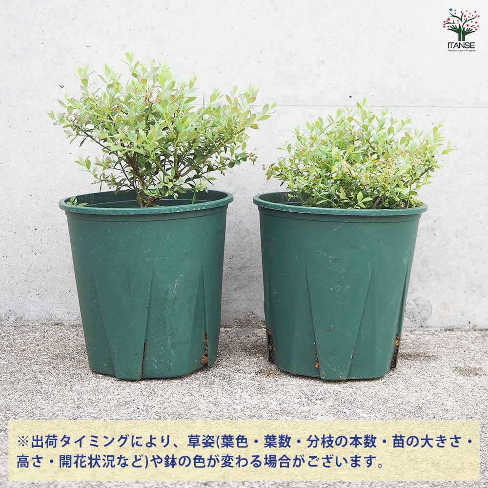 バッキニウム ネイティブブルー 【花木苗 6号鉢／1個売り】｜ 【植物の