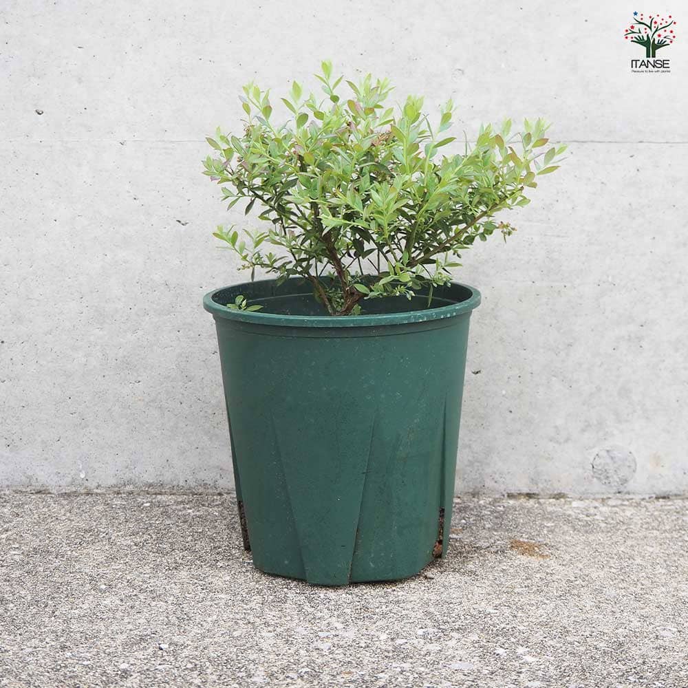 バッキニウム ネイティブブルー 【花木苗 6号鉢／1個売り】｜ 【植物の