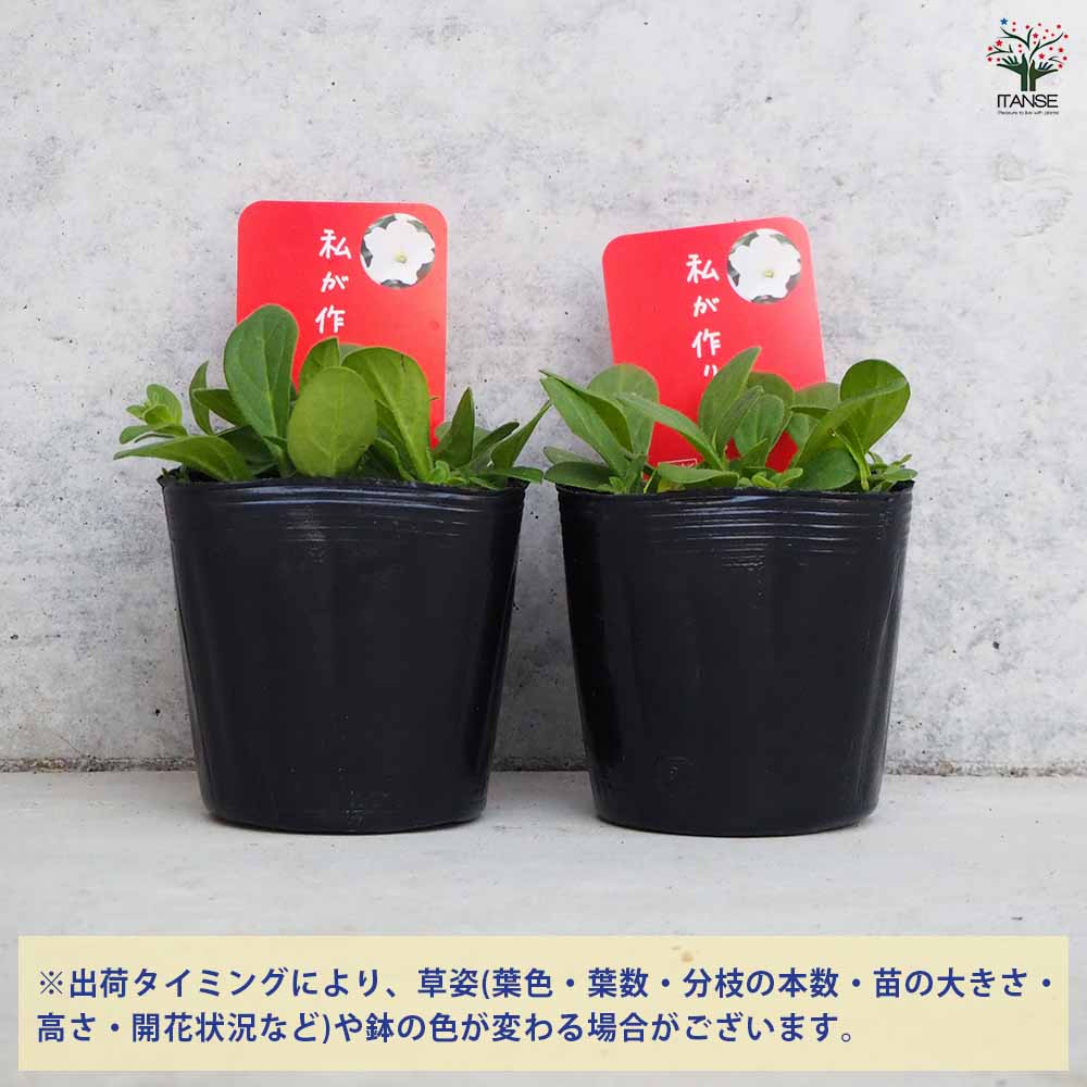 ♥超希少♥ペチュニア　ダーリン♥花色変化が大人気♥ 3号ポットごと発送 ペチュニア：ダーリン3号ポット の通販 | 園芸ネット