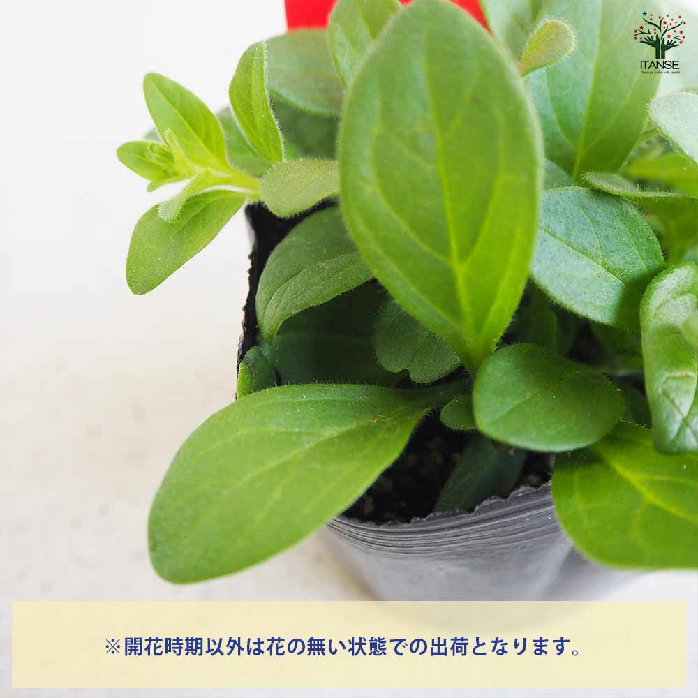 ♥超希少♥ペチュニア　ダーリン♥花色変化が大人気♥ 3号ポットごと発送 ペチュニア：ダーリン3号ポット の通販 | 園芸ネット