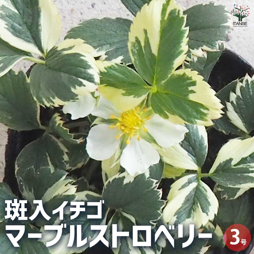 斑入イチゴ マーブルストロベリー 【花苗 3号ポット】