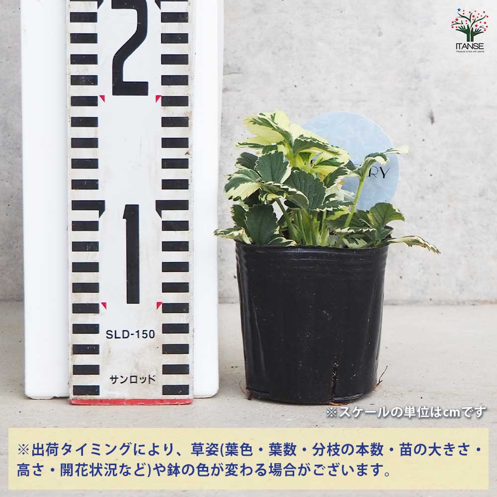 斑入イチゴ マーブルストロベリー 【花苗 3号ポット】