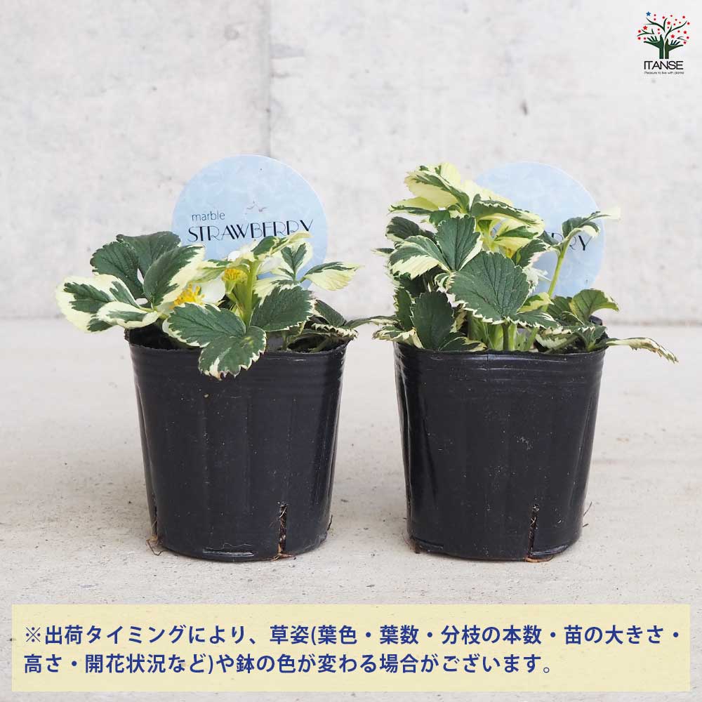 斑入イチゴ マーブルストロベリー 【花苗 3号ポット】