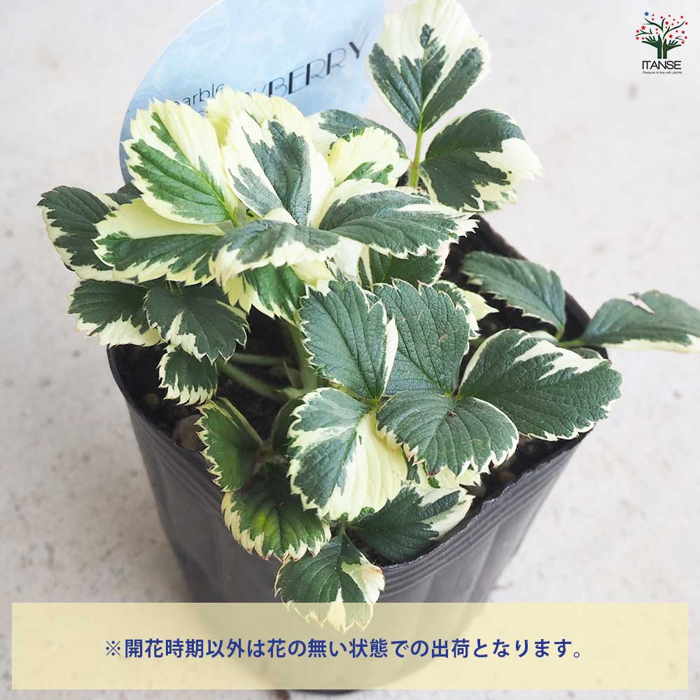 斑入イチゴ マーブルストロベリー 【花苗 3号ポット】