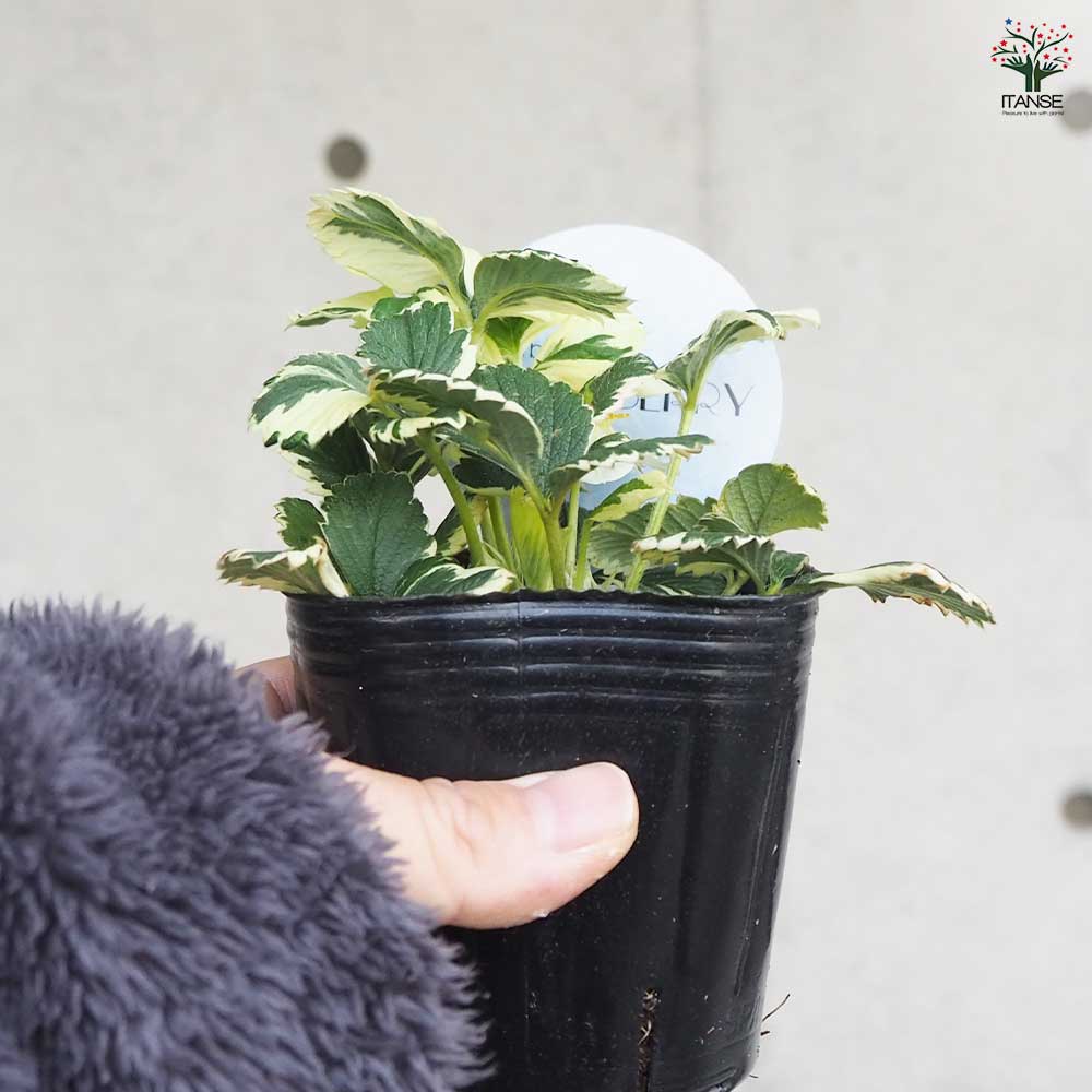 斑入イチゴ マーブルストロベリー 【花苗 3号ポット】