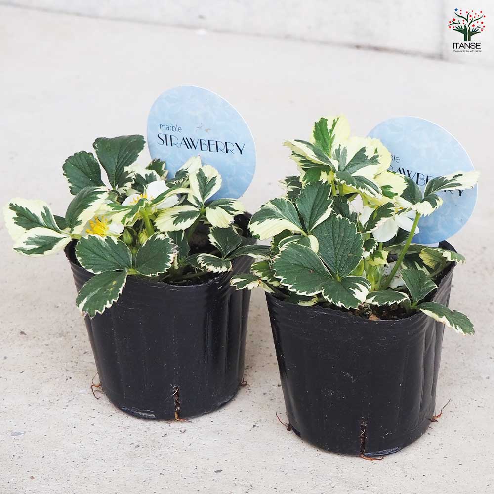 斑入イチゴ マーブルストロベリー 【花苗 3号ポット】