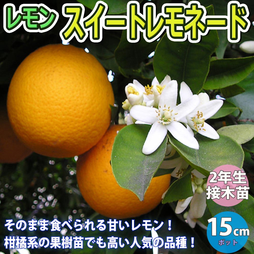 レモン スイートレモネード【果樹苗 2年生 接木苗 15cmポット】