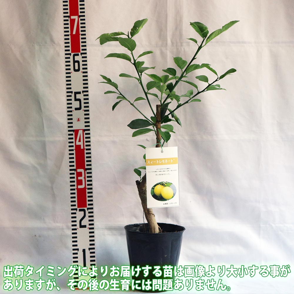 レモン スイートレモネード【果樹苗／15cmポット接木苗】