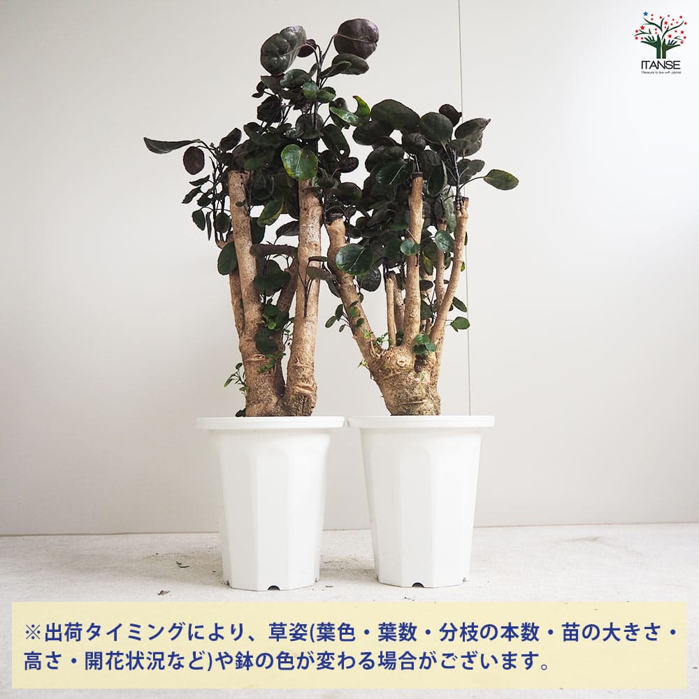 観葉植物 ポリシャス・バルフォーリアナ 【観葉植物 6号鉢／1個売り