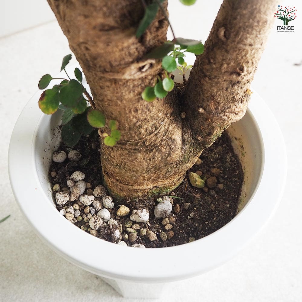 観葉植物 ポリシャス・バルフォーリアナ 【観葉植物 6号鉢／1個売り