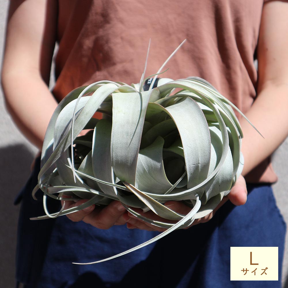 Itanse良品ｾﾚｸﾄ通販