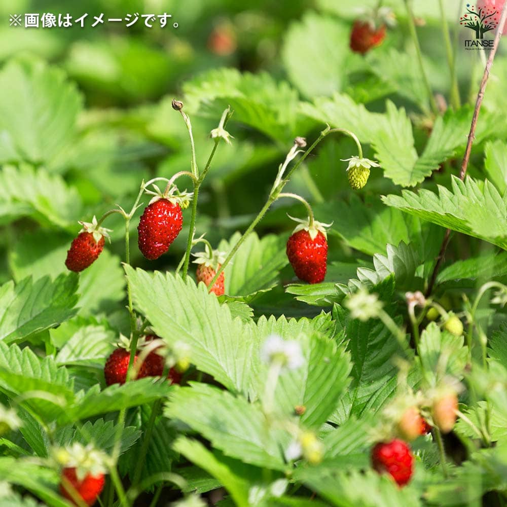 栽培セット ミニボトルハーブス Wストロベリー 【1個売り】｜ 【植物の