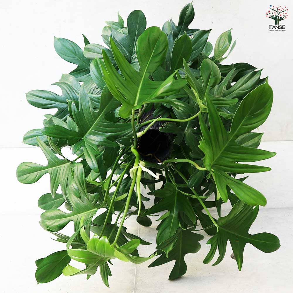 フィロデンドロン ヤッコカズラ 【観葉植物 8号／1個売り】