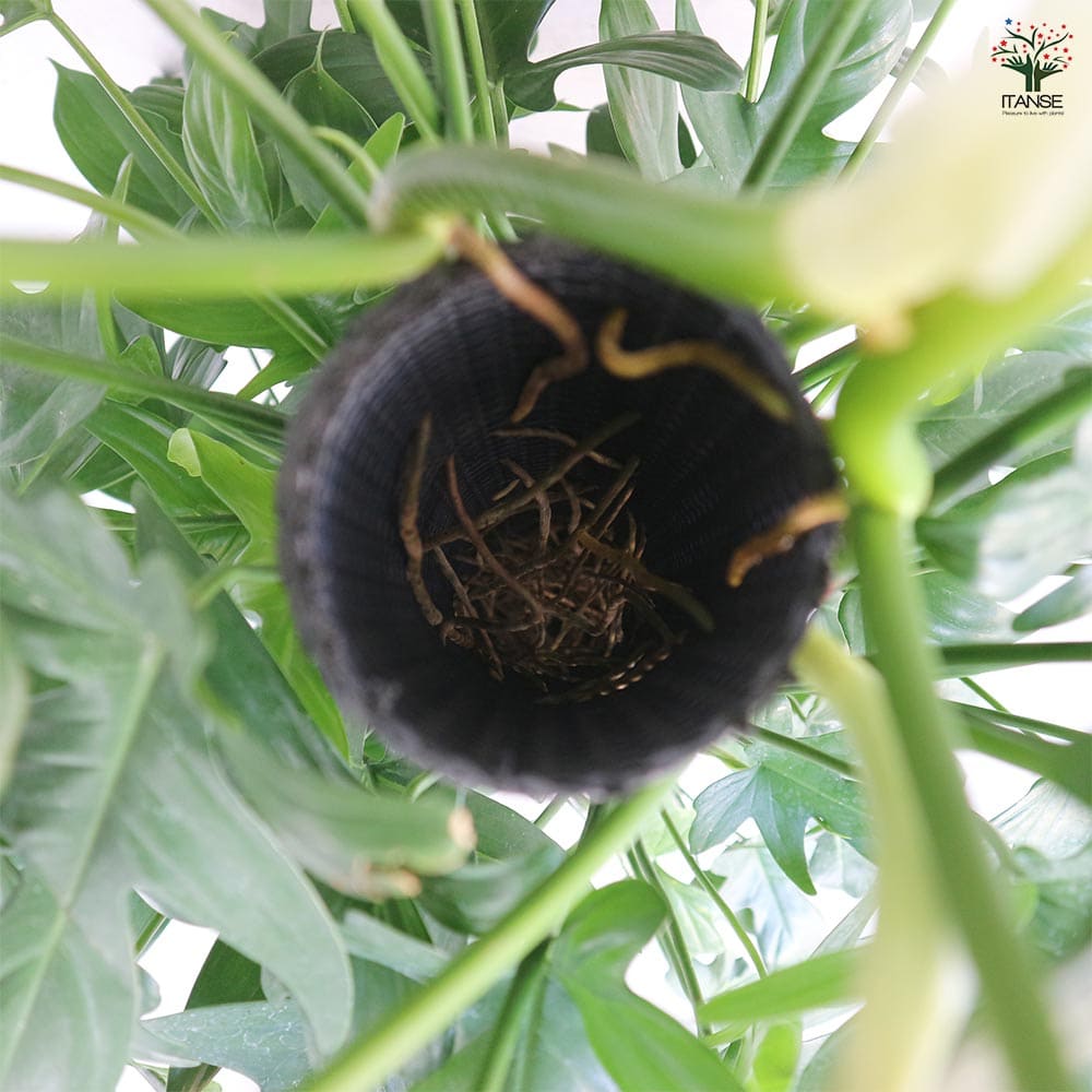 フィロデンドロン ヤッコカズラ 【観葉植物 8号／1個売り】