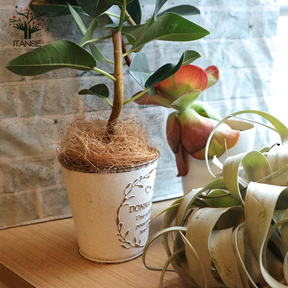 観葉植物 フランスゴム 曲がり 小型【観葉植物 3.5号ブリキ鉢(鉢色:白