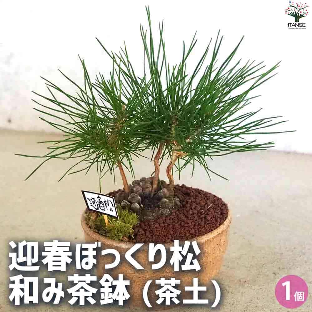 迎春ぼっくり松 和み茶鉢 【盆栽 土色：茶／1個売り】