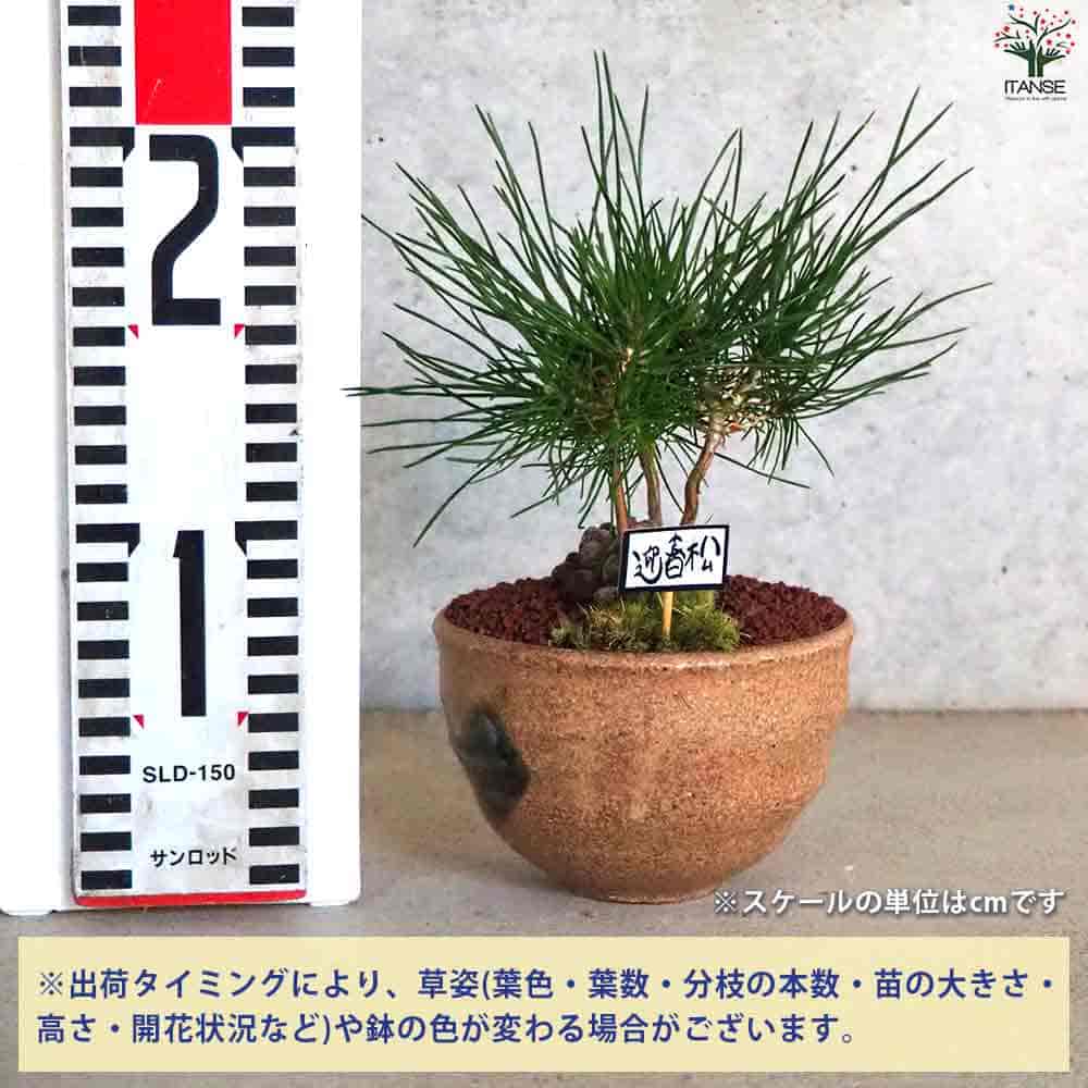 迎春ぼっくり松 和み茶鉢 【盆栽 土色：茶／1個売り】