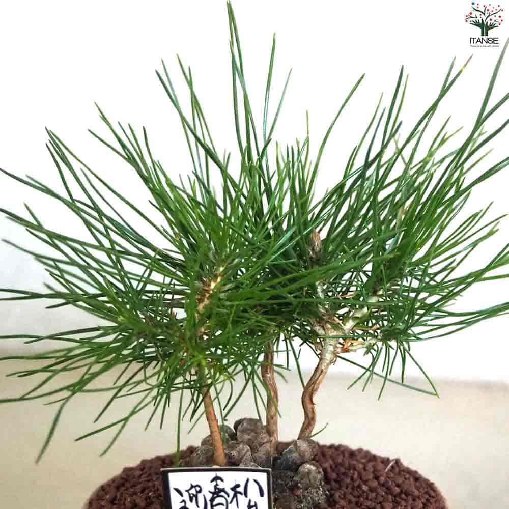 迎春ぼっくり松 和み茶鉢 【盆栽 土色：茶／1個売り】