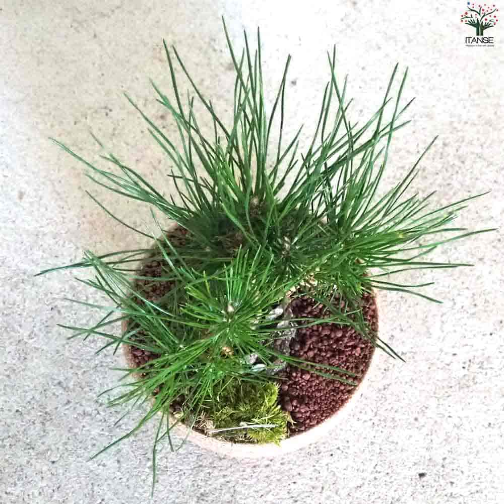 松ぼっくりの想い 迎春ぼっくり松 和み茶鉢 【盆栽 土色：茶／1個売り】｜ 【植物