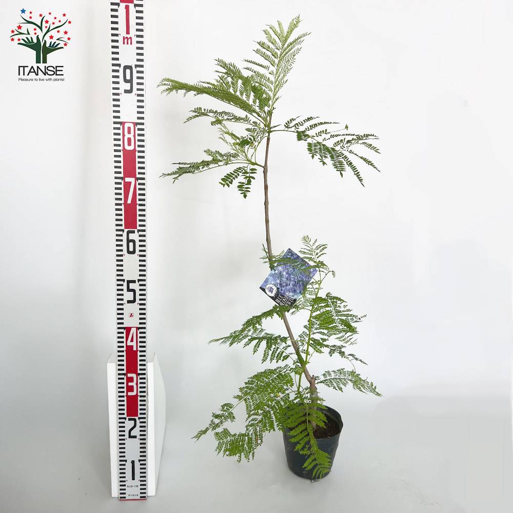 ビューイング ジャカランダ・ブルーブロッサム【庭木 5号ポット苗／1個