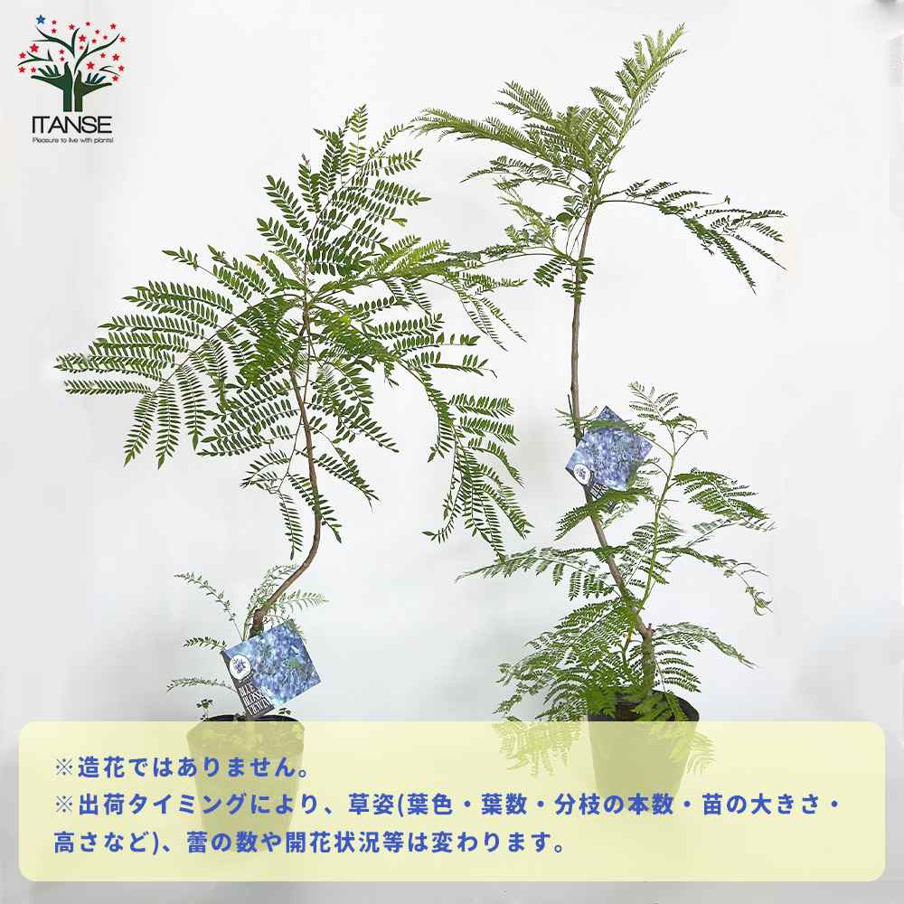 Itanse良品ｾﾚｸﾄ通販