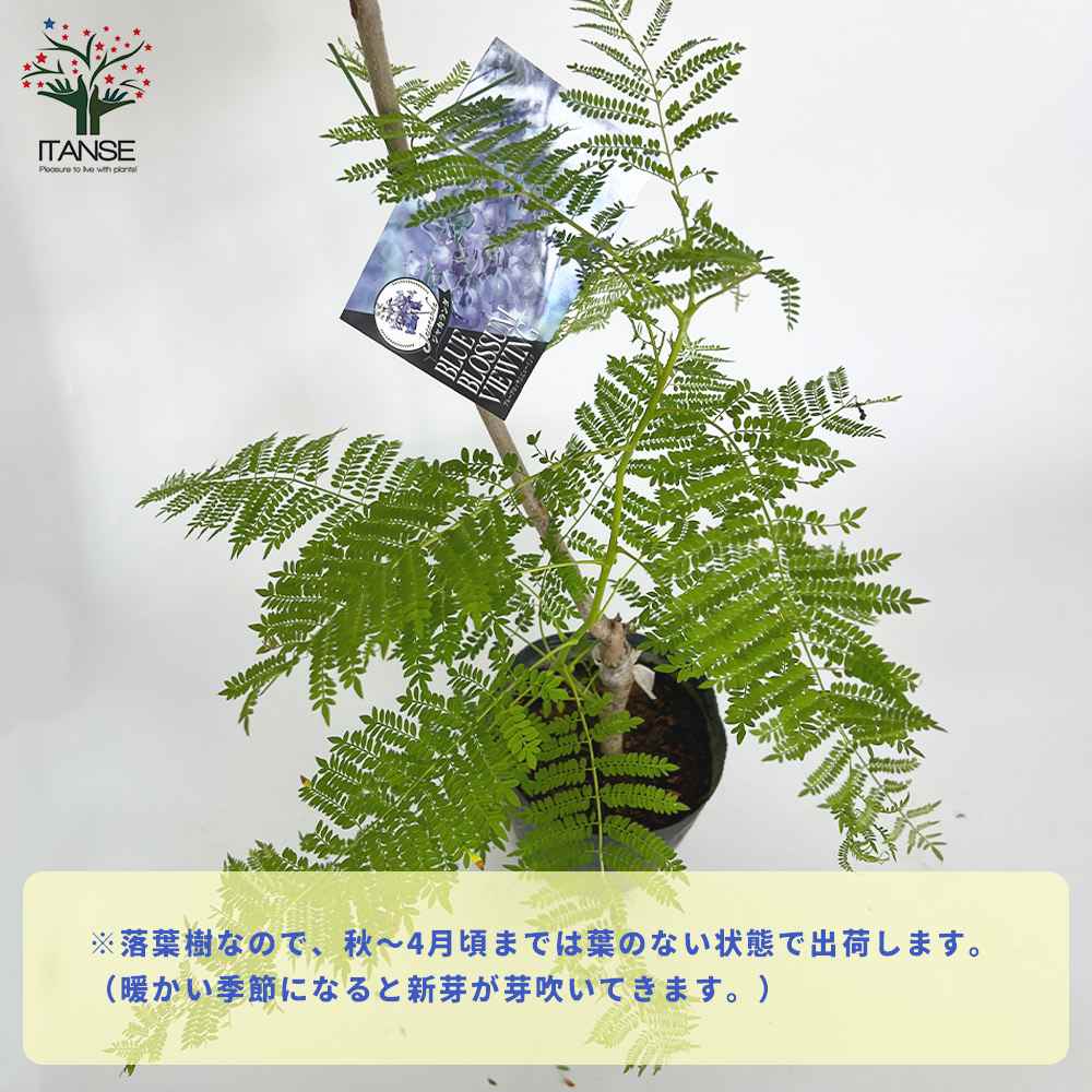 Itanse良品ｾﾚｸﾄ通販