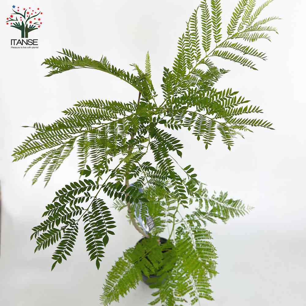 Itanse良品ｾﾚｸﾄ通販