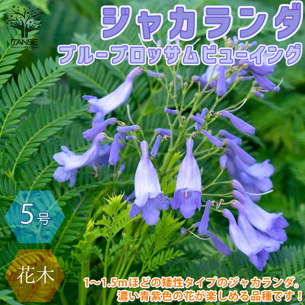 ビューイング ジャカランダ・ブルーブロッサム【庭木 5号ポット苗／1個売り】