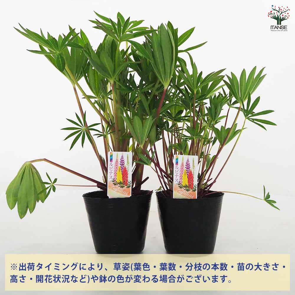 ルピナス 花色mix 【花苗 4号】｜ 【植物のITANSE】全品送料無料