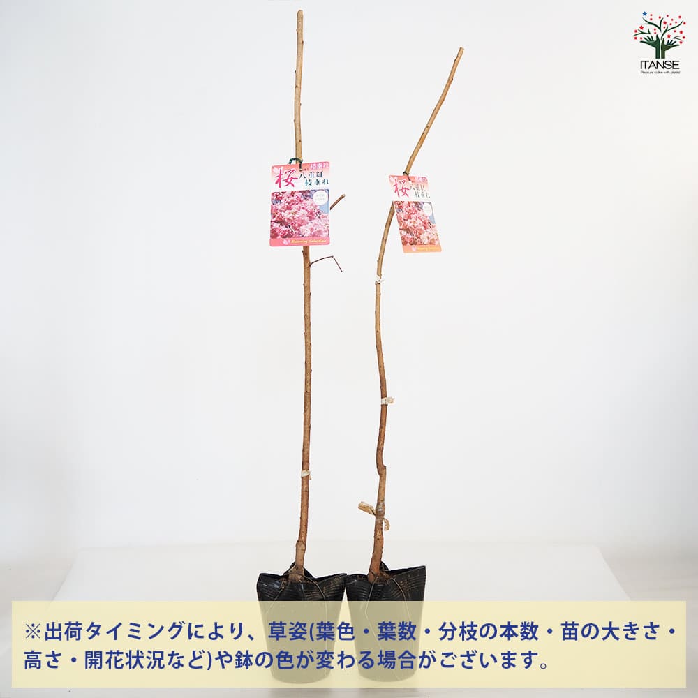 桜の苗木 八重枝垂れ紅 花木苗 5号 1個売り 植物の 全品送料無料・即出荷