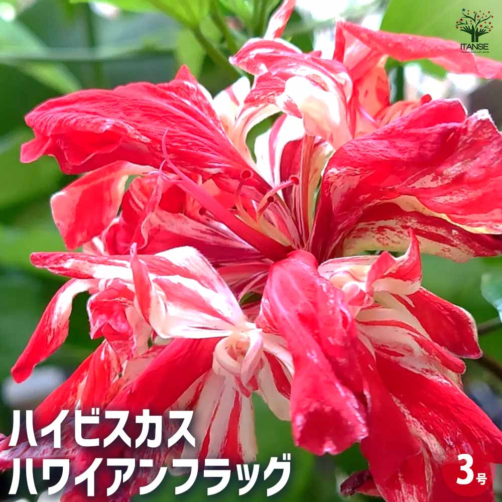 ハイビスカス ハワイアンフラッグ 【花木苗 3号】｜ 【植物の