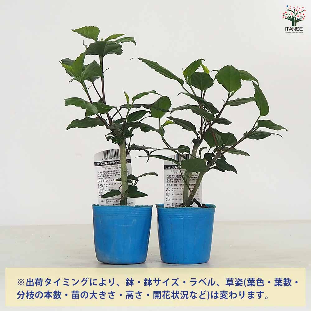 ハイビスカス ハワイアンフラッグ 【花木苗 3号】｜ 【植物の