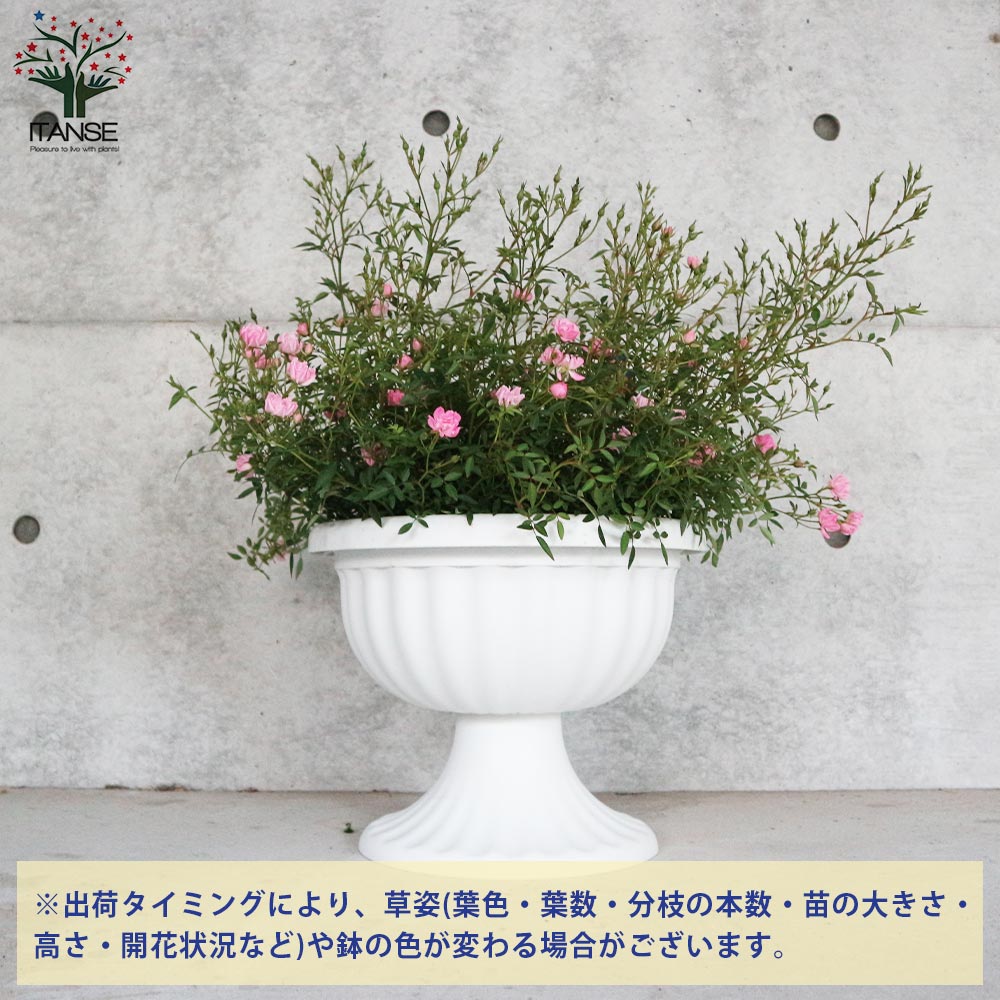 ミニ薔薇 ほほえみ【花苗 10号スタンド鉢仕立て大苗 薔薇苗／1個売り