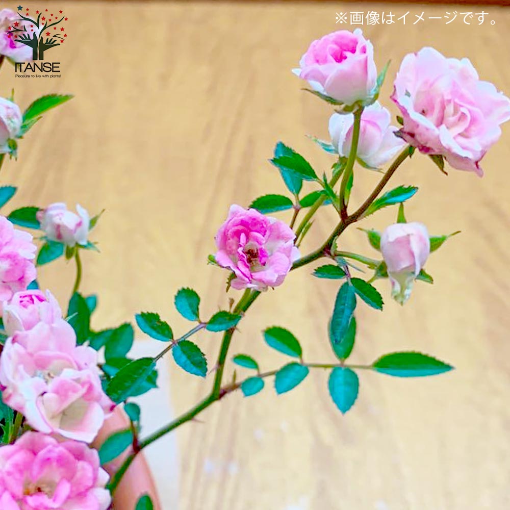 10000円ミニ バラ 薔薇 苗 10種セット ＋α PVP 登録商標 正規品 バラ・サボン 農水省品種登録出願中(品種名:2021カワモSAV)| 種・苗