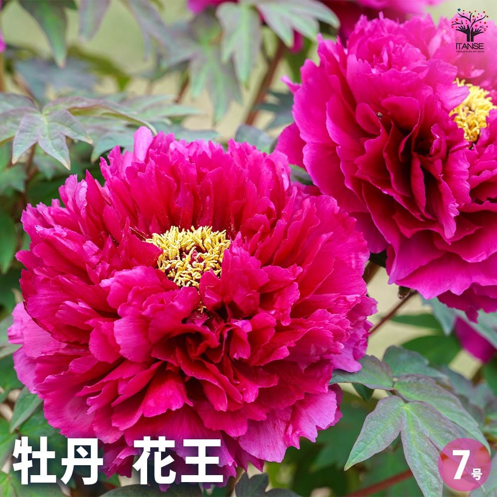 牡丹 花王 【花苗 7号／1個売り】｜ 【植物のITANSE】全品