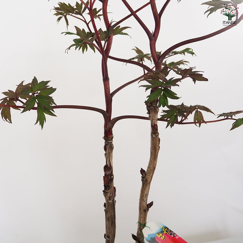 牡丹 花王 【花苗 7号／1個売り】｜ 【植物のITANSE】全品