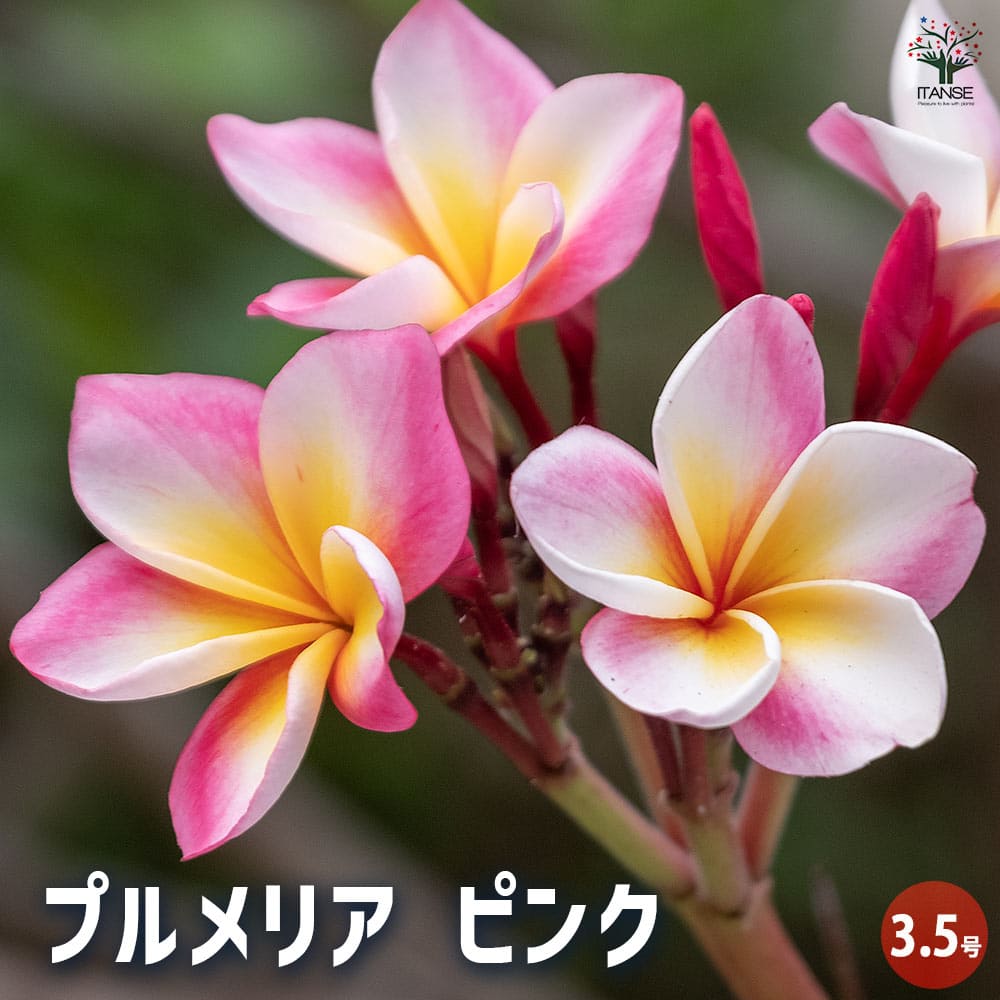 プルメリア枝苗　111 プルメリア苗木 ピンク 【花木苗 3.5号】｜ 【植物の
