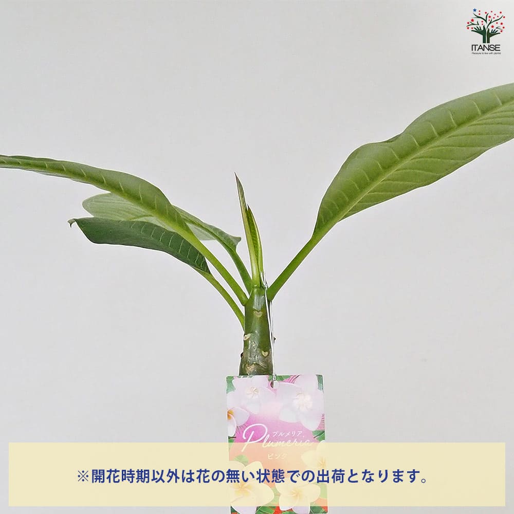 プルメリア苗木 ピンク 【花木苗 3.5号】｜ 【植物の
