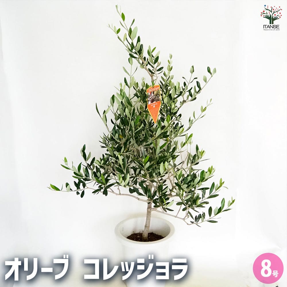 オリーブ コレッジョラ 【果樹の苗木 8号／1個売り】｜ 【植物の