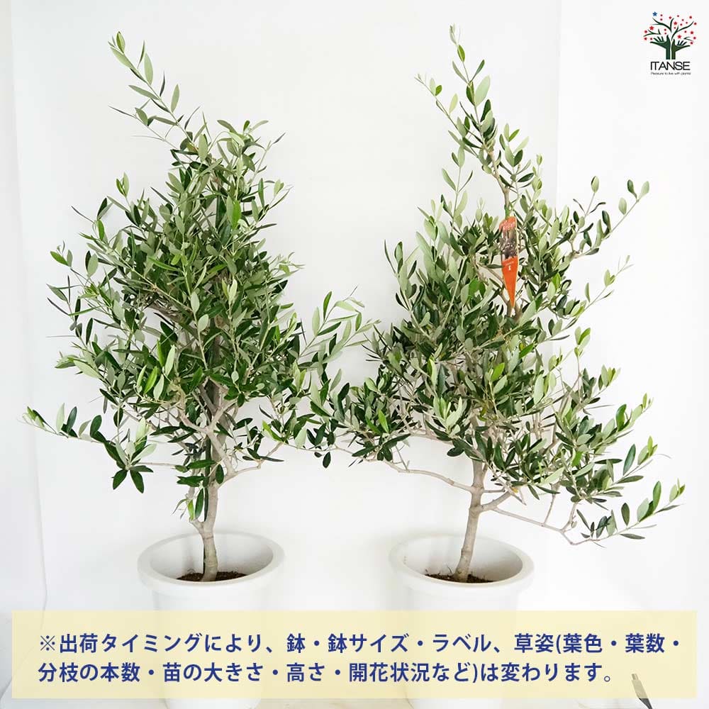 オリーブ コレッジョラ 【果樹の苗木 8号／1個売り】｜ 【植物の